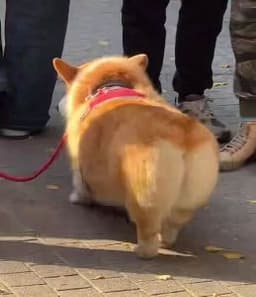 I like your round butt. It's so cute! to good girl